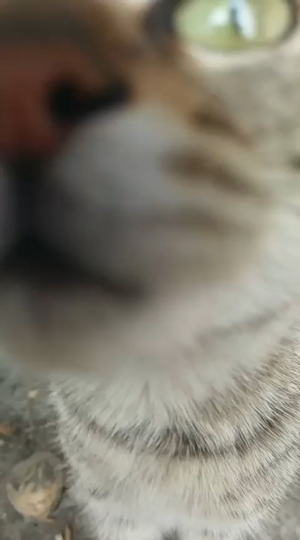 a-cat-about-to-eat-the-camera