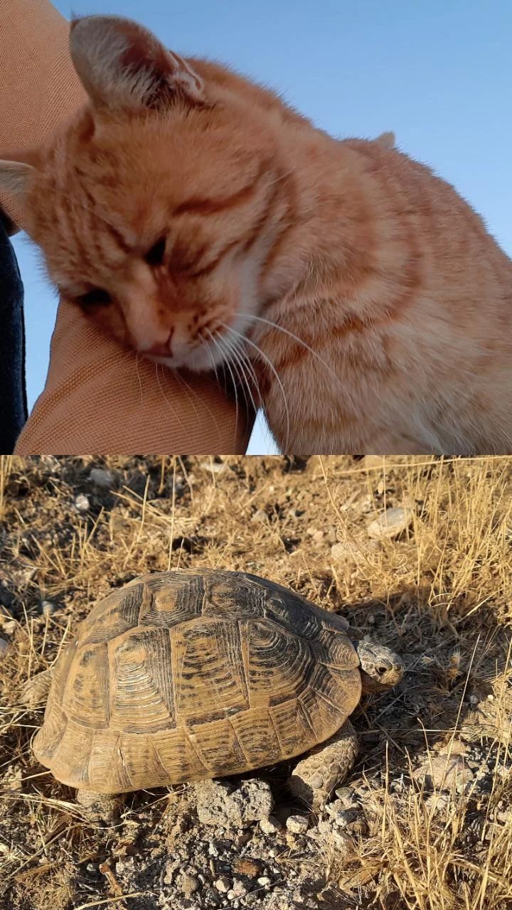 cat-and-turtle